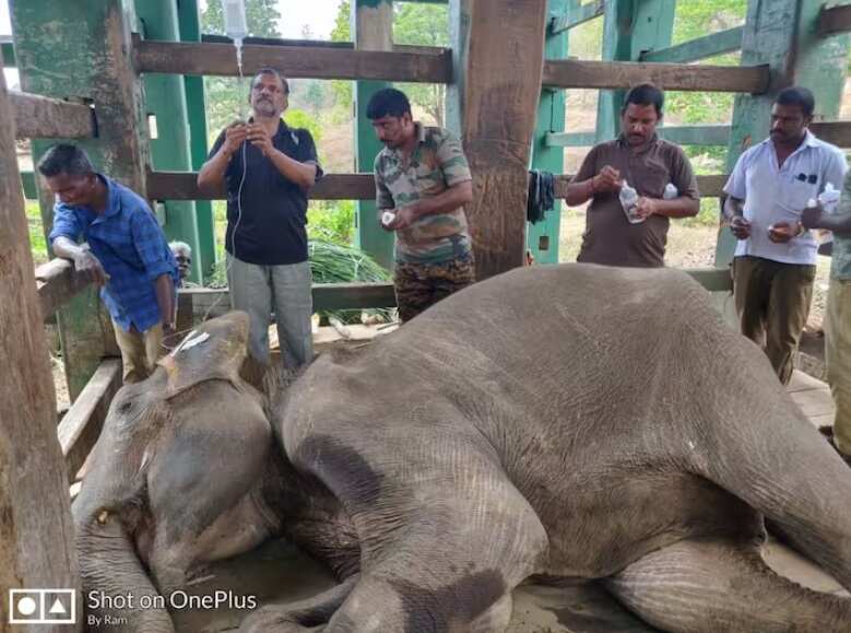 தொடரும் சோகம்.. சிகிச்சை பெற்று வந்த பெண் யானை உயிரிழப்பு!
