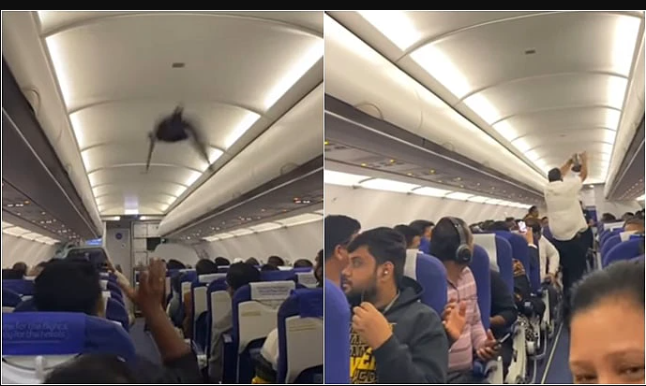 இண்டிகோ விமானத்தில் புறா... வைரல் வீடியோ!