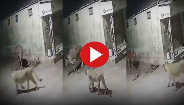 வைரல் வீடியோ!! சிங்கங்களுக்கு கல்தா கொடுக்கும் பசுமாடு!!