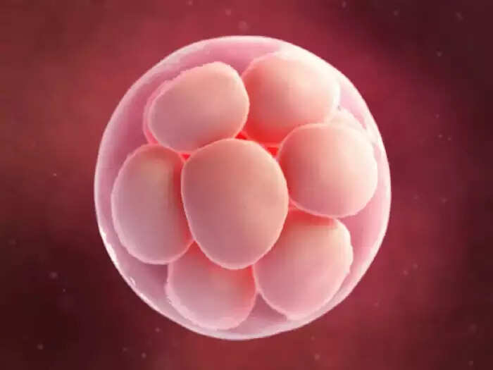 கருமுட்டை