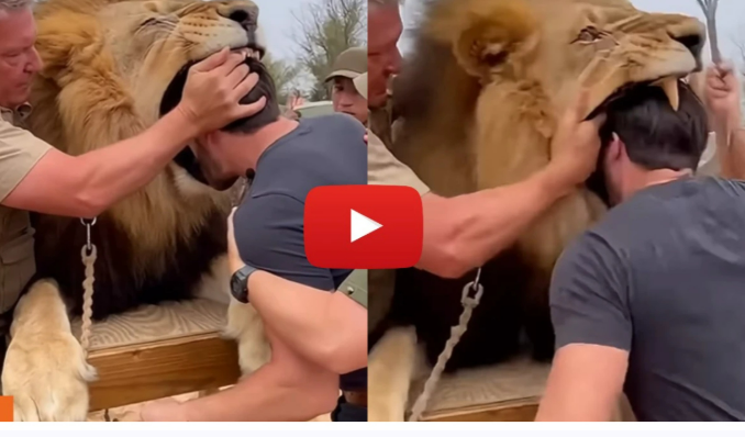 சிங்கத்தின் வாயில் தலையை விட்ட இளைஞர்... நெஞ்சை உறைய வைக்கும் வீடியோ!