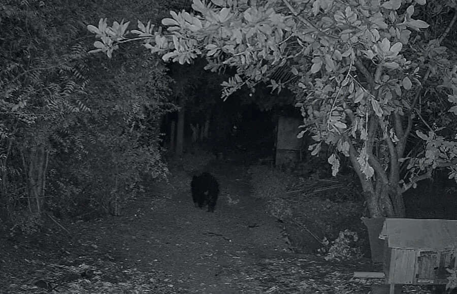 குடியிருப்பு பகுதிகளுக்குள் மீண்டும் கரடி நடமாட்டம்.. மக்கள் அச்சம்!