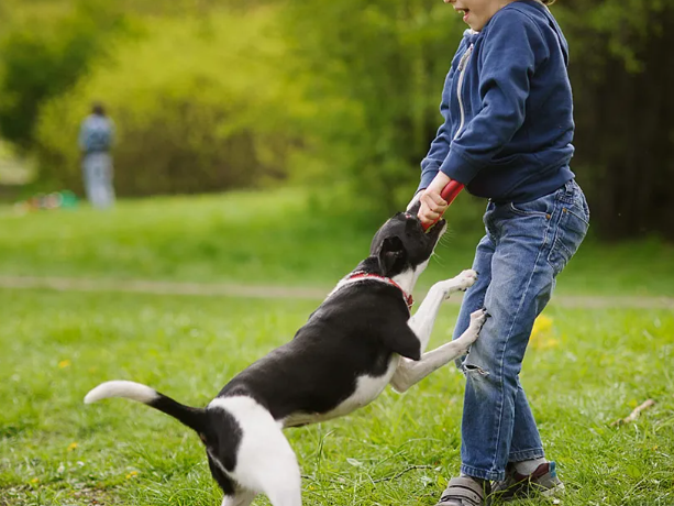 சிறுவனை கடித்து குதறிய நாய்கள்!! அடுத்தடுத்து 15 பேரை கடித்த சோகம்!!