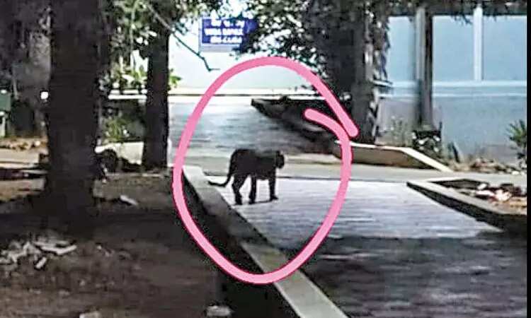 அதிர்ச்சி.. திருப்பதி பல்கலைக்கழக வளாகத்தில் சிறுத்தை நடமாட்டம்... பீதியில் மாணவர்கள்!