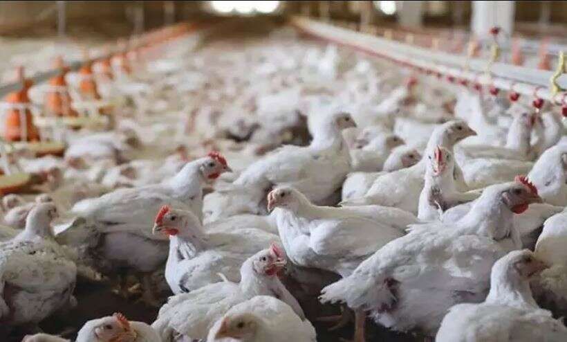 பறவை காய்ச்சல்... கேரளாவில் இருந்து நீலகிரிக்கு கோழிகள், முட்டைகள் கொண்டு வர அதிரடித் தடை!