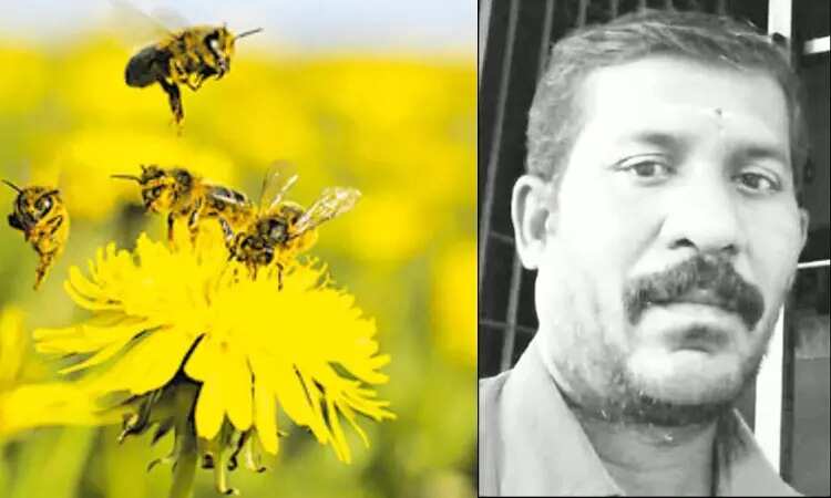 கள்ளக்குறிச்சியில் சோகம்... மலைத் தேனீக்கள் கொட்டியதில் ஒருவர் பலி!