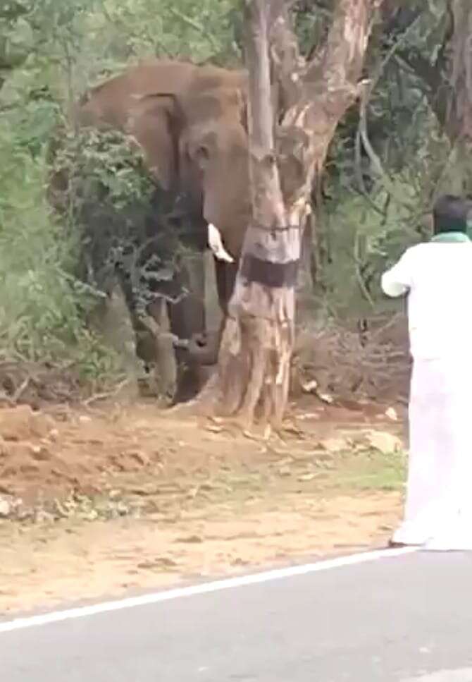 காட்டு யானையிடம் ரவுசு காட்டிய போதை ஆசாமி!! வைரலாகும் வீடியோ!!