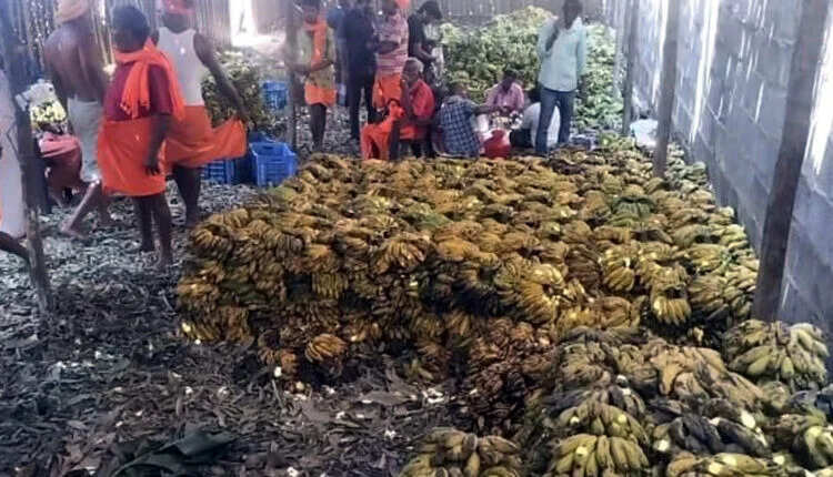 பழனியில் இன்று தேரோட்டம்.. களைக்கட்டும் பங்குனி உத்திர திருவிழா... 300 டன் மலைவாழைப்பழம் குவிந்தது!