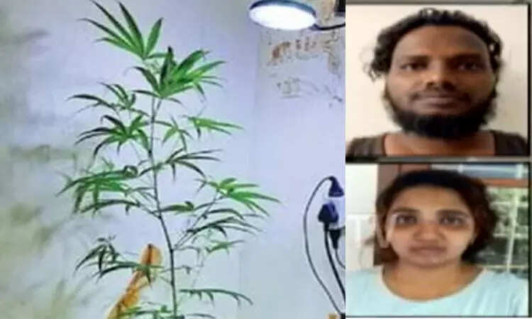 பகீர்!! கிச்சனில் கஞ்சாச்செடி!! அதிரடி சோதனையில் திடுக்கிடும் பிண்ணனி!!