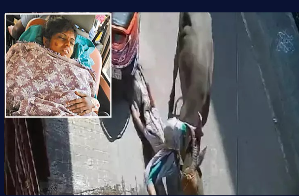 பகீர்... இளம்பெண்ணை கொம்பால் முட்டி தரதரவென இழுத்துச் சென்ற எருமை மாடு!