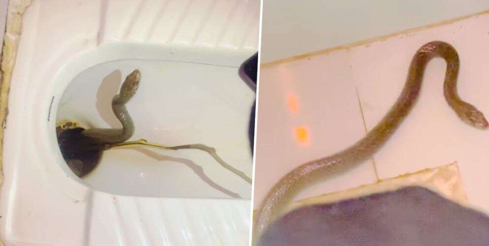 அதிர்ச்சி வீடியோ.. கழிவறைக்குள் பதுங்கி இருந்த பாம்பு.. அசால்ட்டாக தூக்கி வீசிய இளம்பெண்!