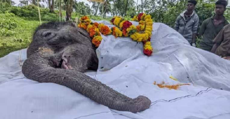 சோகம்... தாயை பிரிந்த குட்டியானை உடல்நலக்குறைவு காரணமாக உயிரிழப்பு!