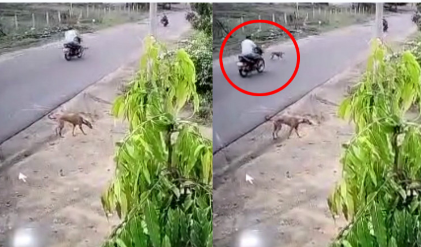 நாய் குறுக்கே வந்ததால் அரசு பேருந்து ஓட்டுனர் பலி!! பணிக்கு சென்ற போது பரிதாபம்!!