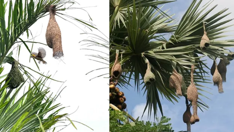 தூக்கணாங்குருவியின் மழை கணிப்பு.. கூடுகட்டும் கலையிலும், திசை தேர்விலும் மறைந்திருக்கும் ரகசியம்!