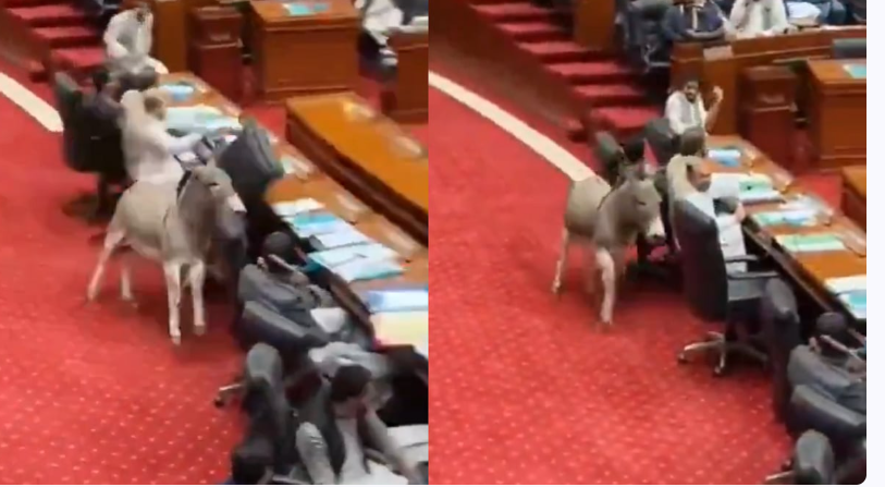 பாகிஸ்தான் பாராளுமன்ற கூட்ட அமர்வில் கழுதை ... பரபரப்பு வீடியோ!