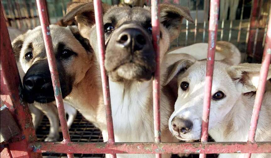 பகீர்... பட்டினி போட்டே1,000 நாய்களைக் கொலை செய்தவர்! சிறையில் தள்ளிய போலீசார்!