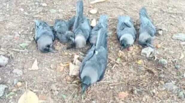 காகங்கள் மரணம்... பறவை காய்ச்சல் அச்சத்தில் மக்கள் பீதி!