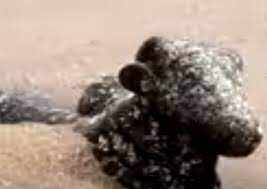 வீடியோ!! உள்வாங்கிய கடல்!! வெளியில் தெரிந்த சிலைகள்!! பக்தர்கள் பரவசம்!!