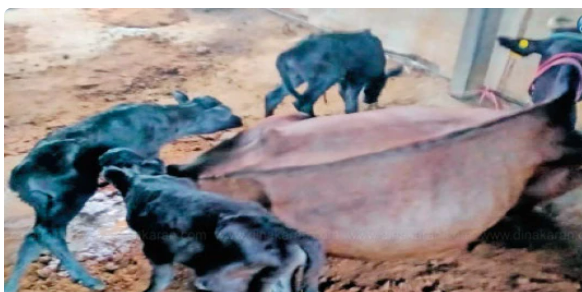 அட!! ஒரே பிரசவத்தில் 3 கன்றுக்குட்டிகள்!! பெரம்பலூரில் ஆச்சர்யம்!!