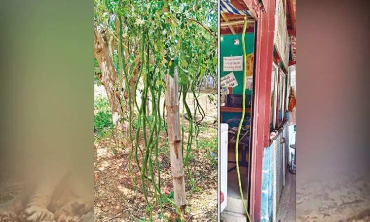 அடியாத்தீ... 6 அடி நீளத்தில் முருங்கைக்காய்.... வாய் பிளக்கும் பொதுமக்கள்!