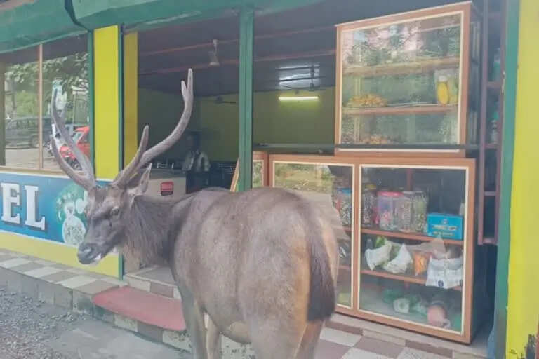 சாப்பாடு தருவீங்களா?! உணவுக்காக ஹோட்டலில் காத்திருக்கும் கடமான்!!