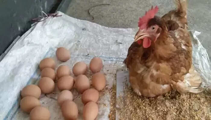 ஆறே மணி நேரத்தில் 24 முட்டைகள்!! வைரலாகும் அதிசய கோழி!!