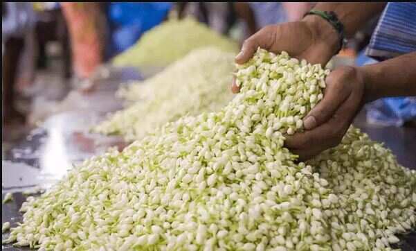 முகூர்த்த தினம்.. கார்த்திகை.. ஒரே நாளில் கிலோ ரூ.4,000க்கு உயர்ந்த மல்லிகைப்பூ விலை!