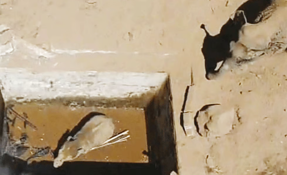 குடிநீர் தொட்டியில் விழுந்த குட்டியானை போராடி மீட்பு!