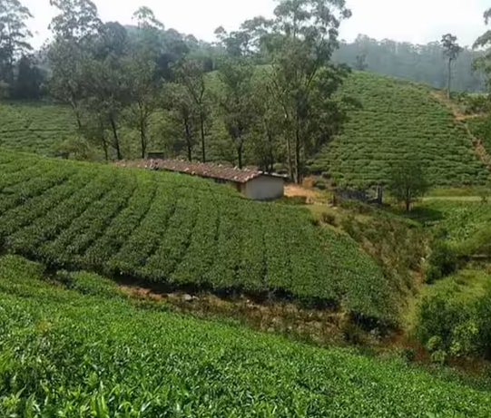 மினி பட்ஜெட்டில் பேரெழில் கொஞ்சும் மாஞ்சோலை... கெத்தா சுத்தி பாக்கலாம்... !