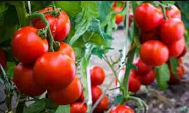 அதிர்ச்சி ... சுட்டெரிக்கும் வெயிலால் கருகும் செடிகள்... கிடுகிடுவென உயரும் தக்காளி விலை!