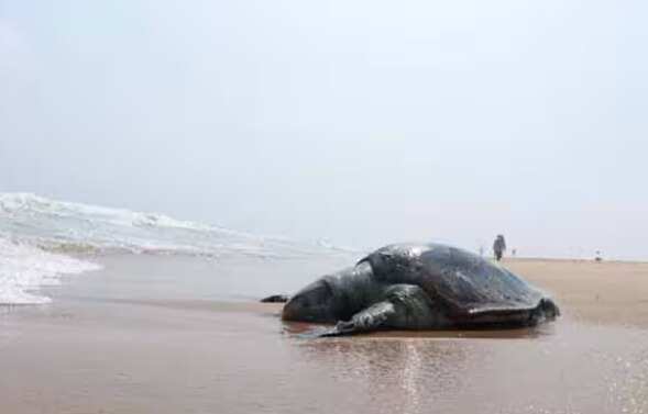 அடுத்தடுத்து இறந்து கரைஒதுங்கிய 37 ஆமைகள் ... மீனவர்கள் அதிர்ச்சி!