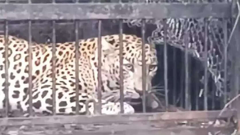 நீலகிரி : உயிர் பலி வாங்கிய சிறுத்தை மயக்க ஊசி செலுத்தி பிடிப்பட்டது!