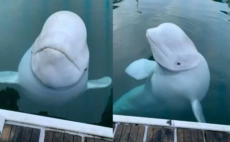 வாட்ஸ்அப் மூலம் திமிங்கல உமிழ்நீரை ரூ.5 லட்சத்திற்கு விற்க முயற்சி... 3 பேர் கைது