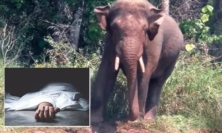 யானை அட்டகாசம்… 2 இடங்களில் 6 பேர் பலி!