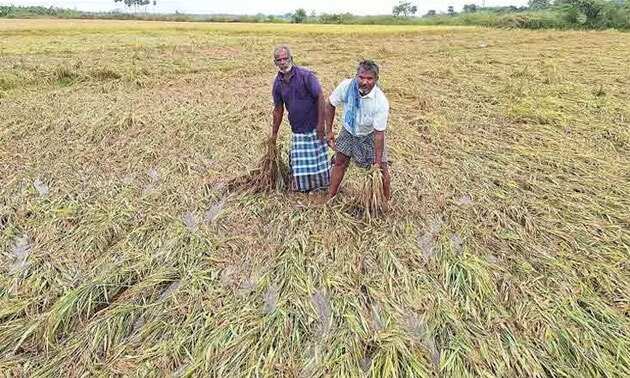 கதறும் விவசாயிகள்... நெல்லையில் கனமழையால் அறுவடைக்கு தயாரான நெற்பயிர்கள் சேதம்!