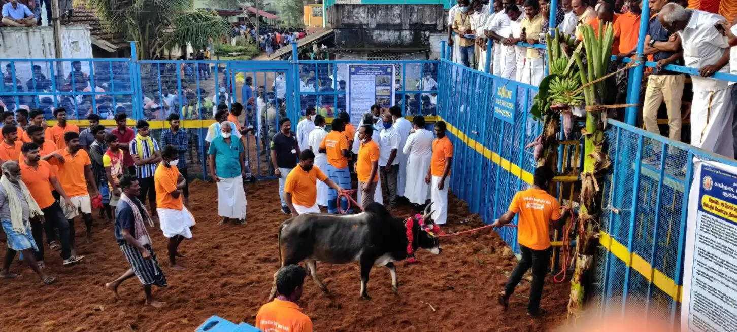 ஜல்லிக்கட்டு