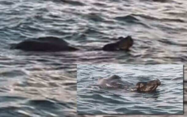 ஒரு வரமாக கடலில் உயிருடன் தத்தளிக்கும் மாடு.. அரசு உரிய நடவடிக்கை எடுக்க கோரிக்கை!