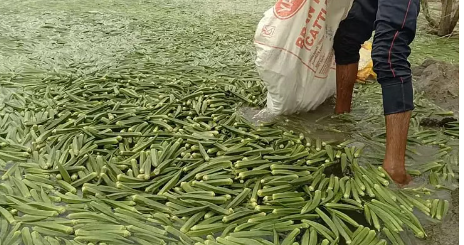 வீடியோ... 5000 கிலோ வெண்டைக்காயை ஏரியில் கொட்டிய விவசாயி!!