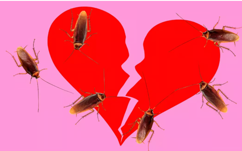 ப்ரேக்கப் காதல்... காதலர் தினத்தில் கரப்பான் பூச்சிக்கு பெயர் சூட்டும் விநோதம்!