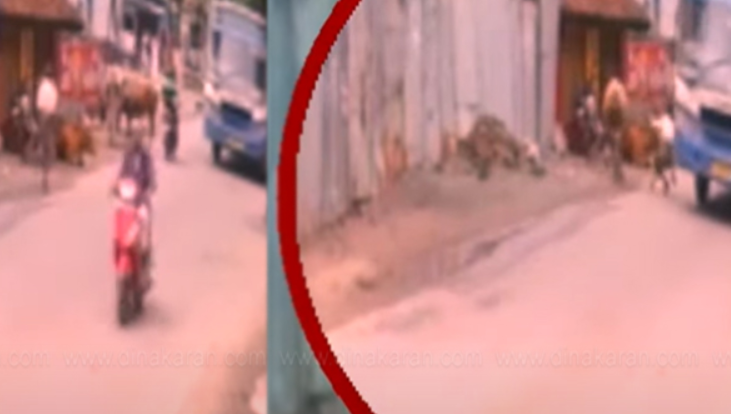 பகீர்... மாடு முட்டி பேருந்து சக்கரத்தில் சிக்கி ஒருவர் பலி.. தொடரும் சோகம்...!!