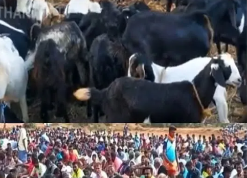 ஆண்கள் திருவிழா !!! 3000கிடாக்கள் பலியிடப்பட்டு குழி தோண்டி புதைக்கும் விநோதம்!!