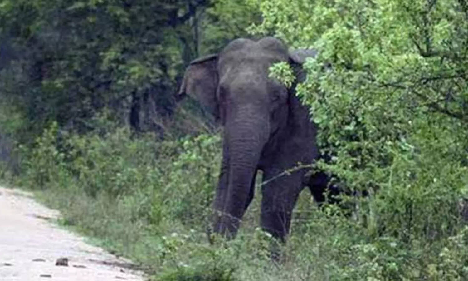 பாக்கு தோட்டத்தில் புகுந்து பாகுபலி யானை நாசம்