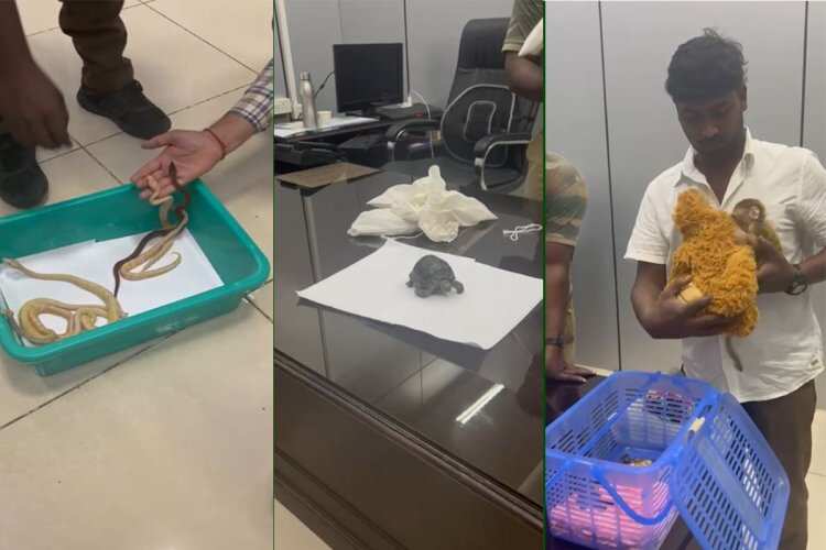 15 ராஜநாகங்கள், 2 ஆமைகள், 1 குரங்கு!! விமானநிலையத்தில் பரபரப்பு!!