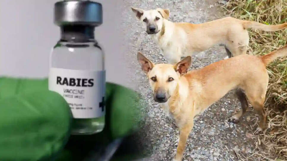 நாய்