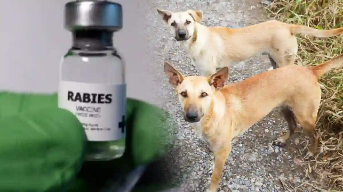 நாய்