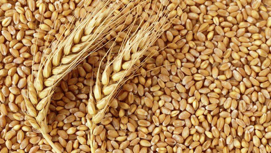 கோதுமையை இறக்குமதி செய்யும் திட்டம் எதுவும் இல்லை!! தட்டுப்பாடு ஏற்படுமா?