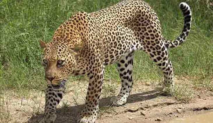 சிறுத்தை 