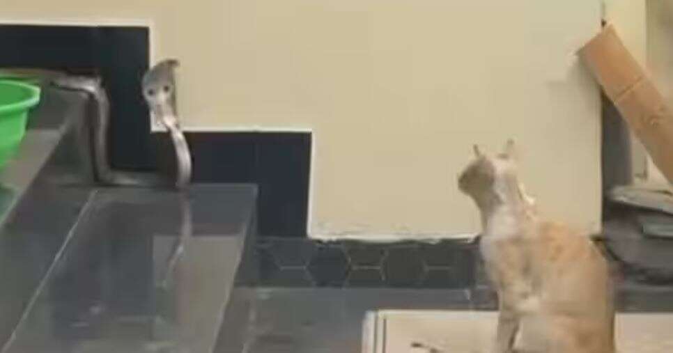 ”என்னை தாண்டி போ பார்ப்போம்”.. நாக பாம்பை தடுத்து நிறுத்திய பூனை.. வைரல் வீடியோ..!!