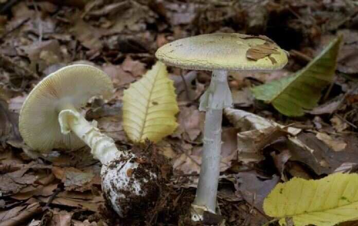 அதிர்ச்சி.. காட்டு காளான் சாப்பிட்டதால் நேர்ந்த சோகம்.. 3 குழந்தைகள் பரிதாப பலி!