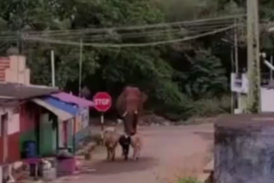 வைரல் வீடியோ!! 2 யானைகள் ஆக்ரோஷத்துடன் சண்டை!!